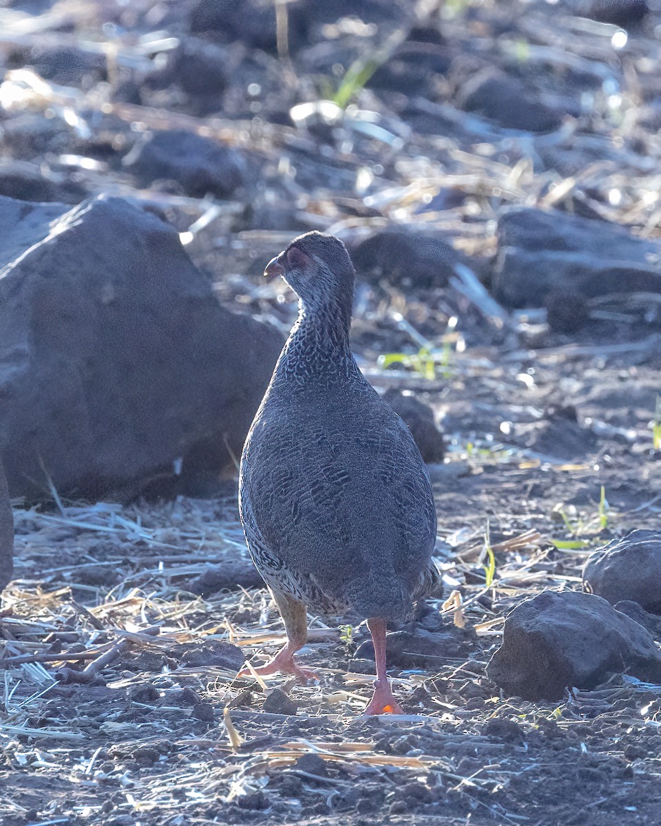 Harwood's Spurfowl - Bob Martinka