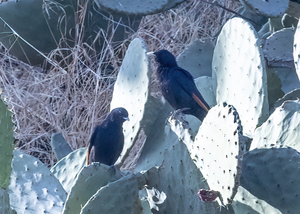 White-billed Starling - ML519797341