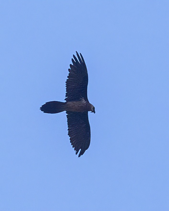 Bearded Vulture - ML519798171