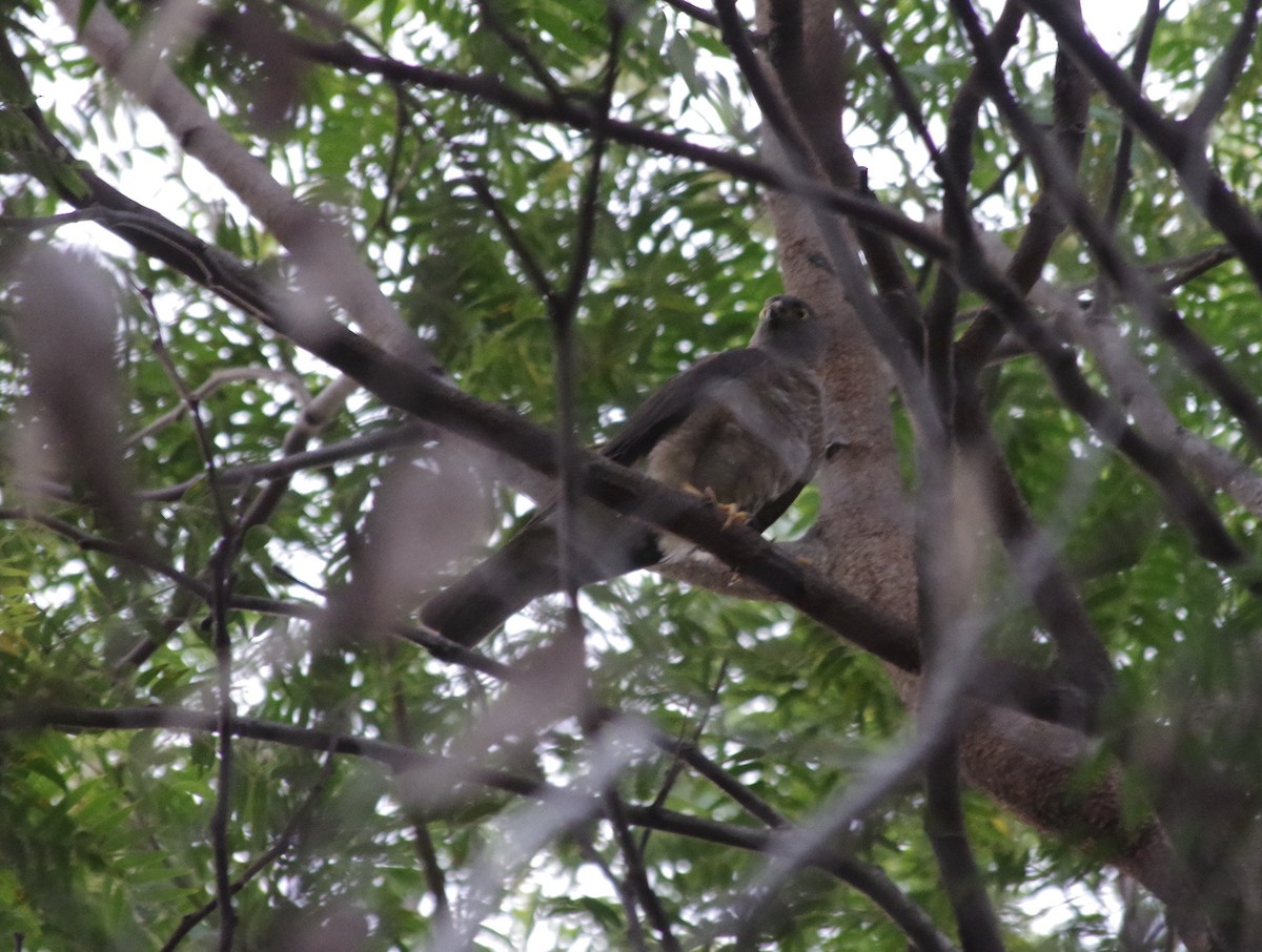 Collared Sparrowhawk - ML519799121