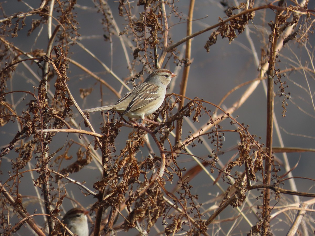White-crowned Sparrow - Kathy Beil-Morgan