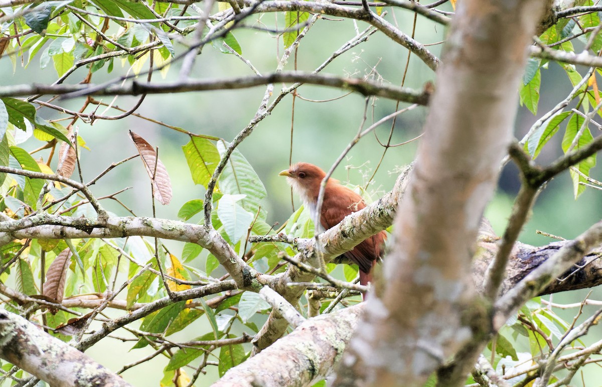 Squirrel Cuckoo - Braydon Luikart