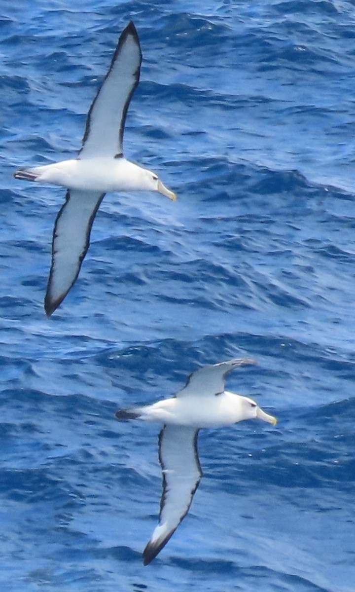 White-capped Albatross - Faith Jones