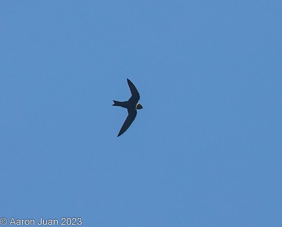 White-collared Swift - ML519801851