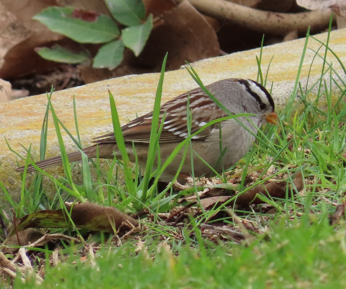 White-crowned Sparrow - ML519803611