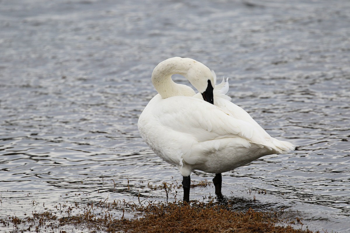 Trumpeter Swan - Marie O'Shaughnessy
