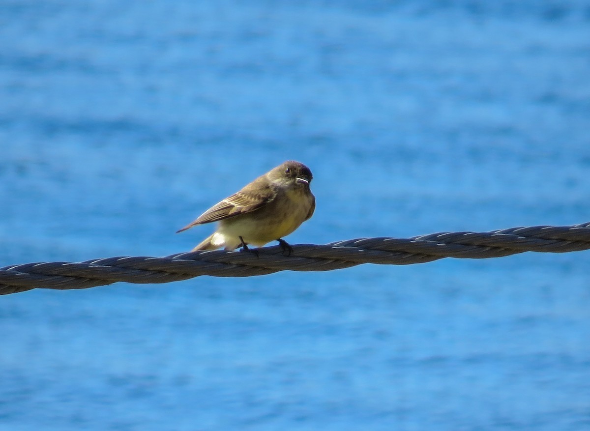 Eastern Phoebe - ML51980591