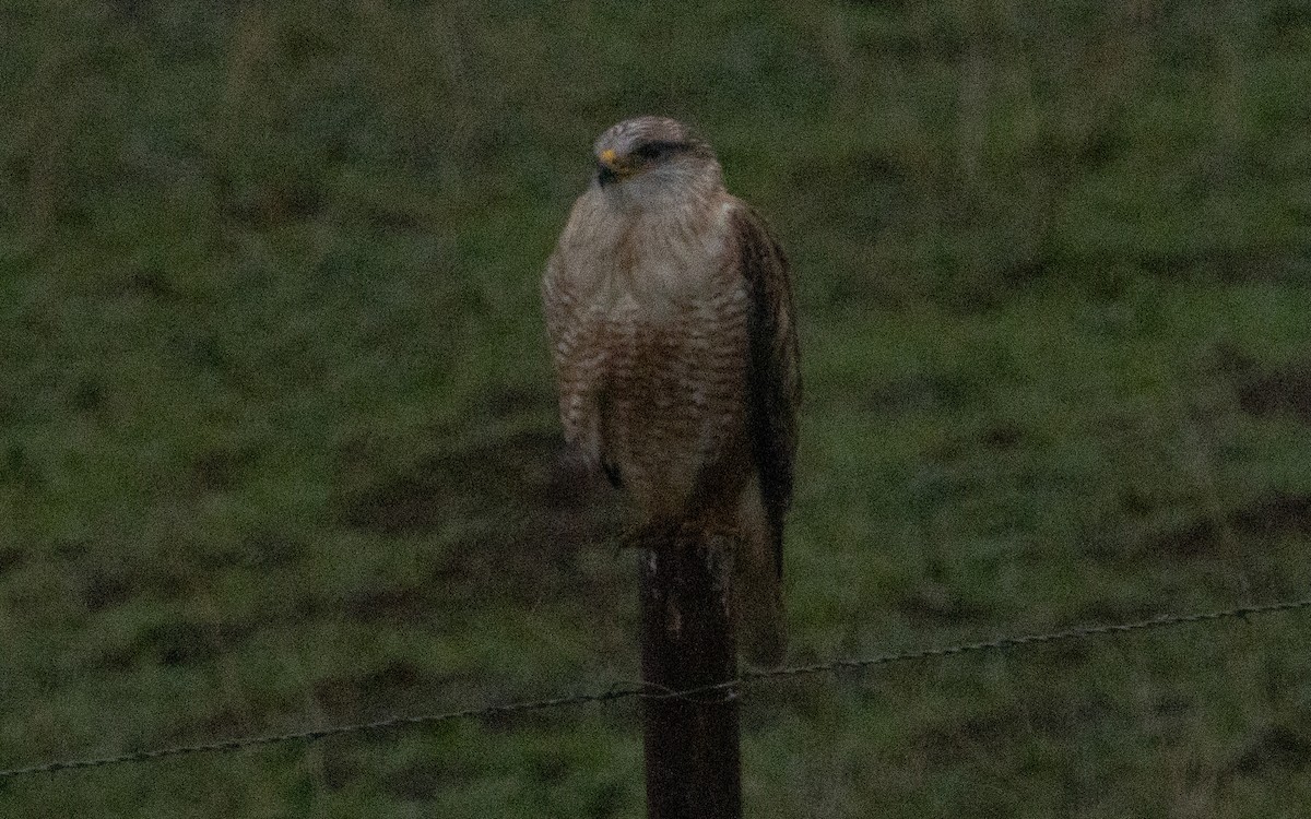 Ferruginous Hawk - ML519805971