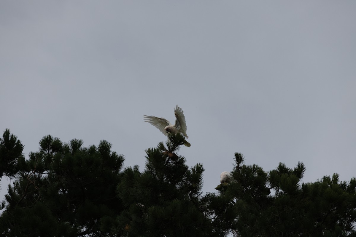 Long-billed Corella - ML519806111