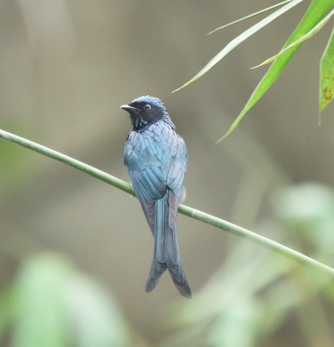 Bronzed Drongo - ML519806791