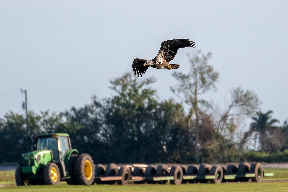 Bald Eagle - ML519807571