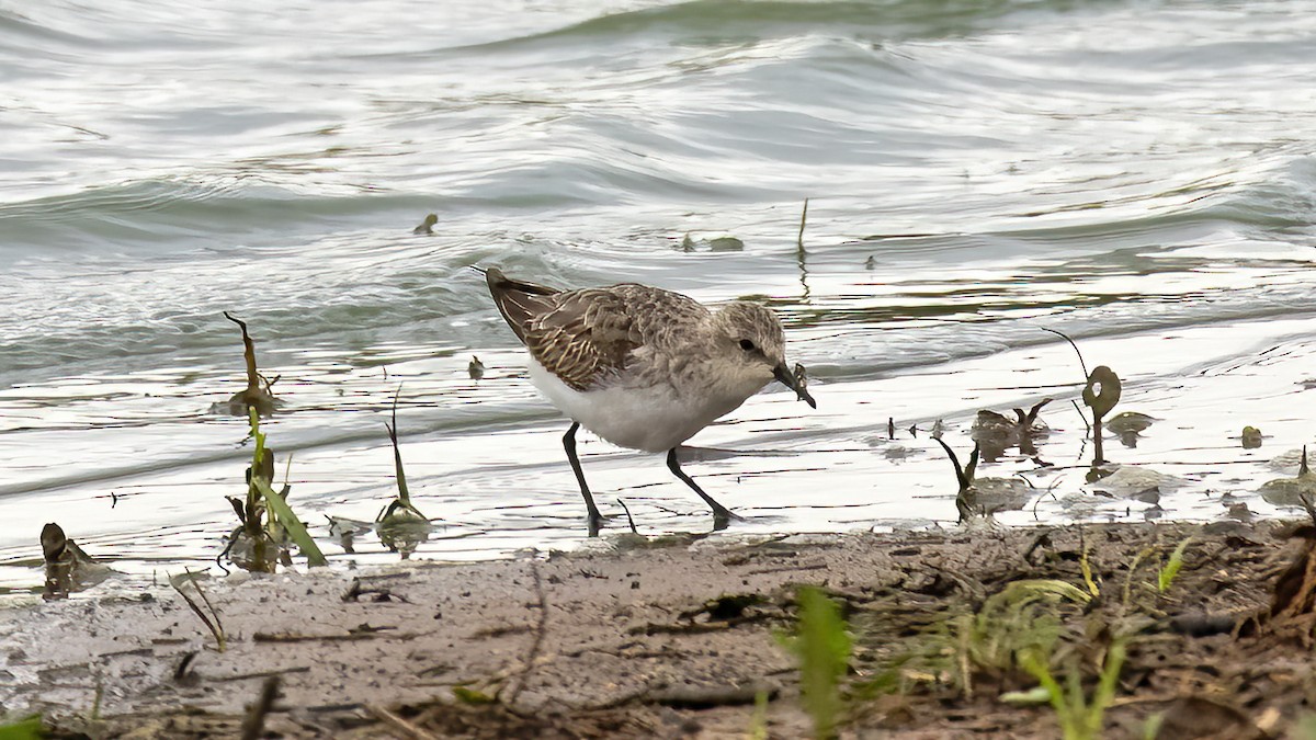 Little Stint - Sandra Wright
