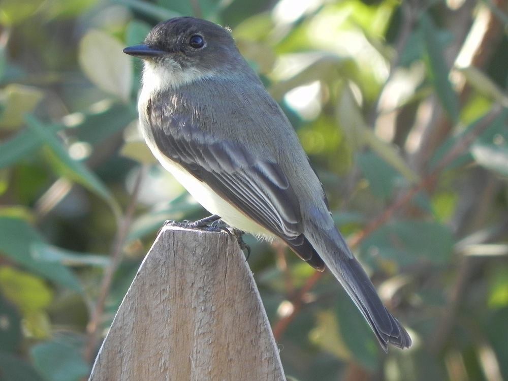 Eastern Phoebe - ML51980901