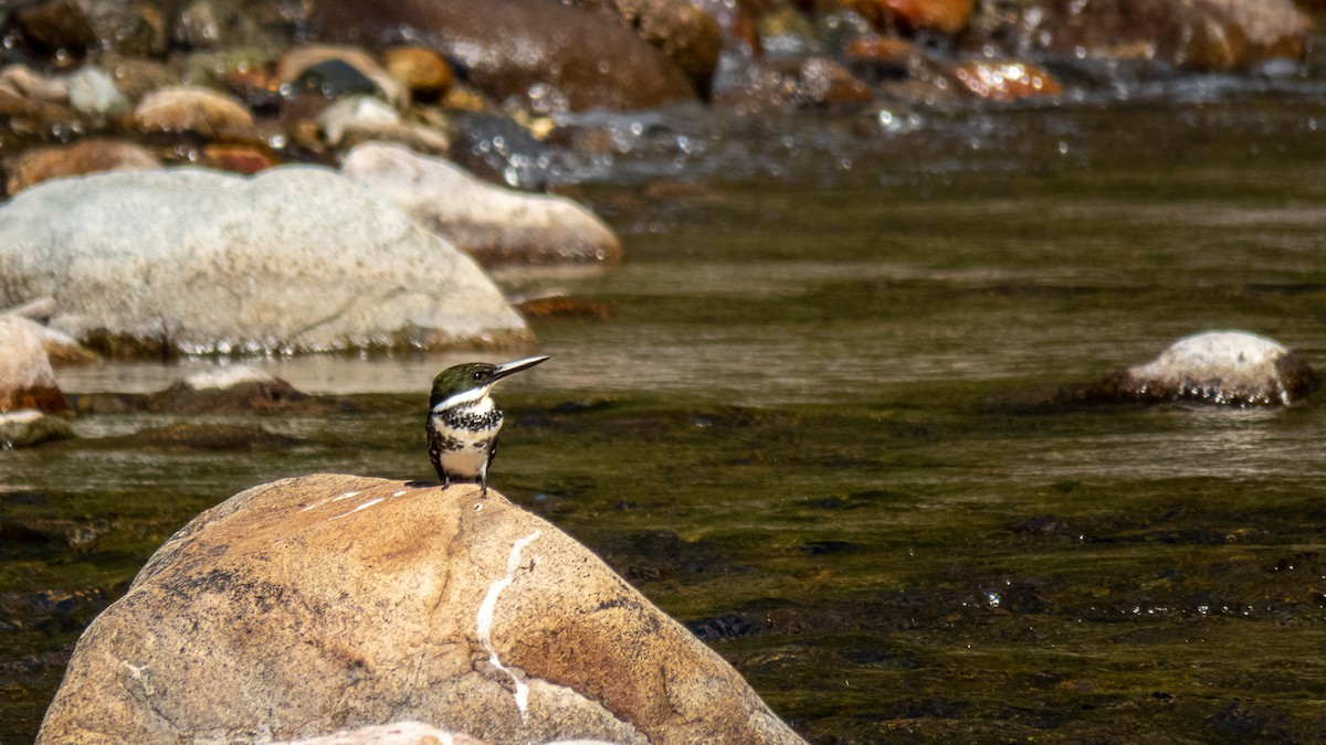 Green Kingfisher - ML519809691