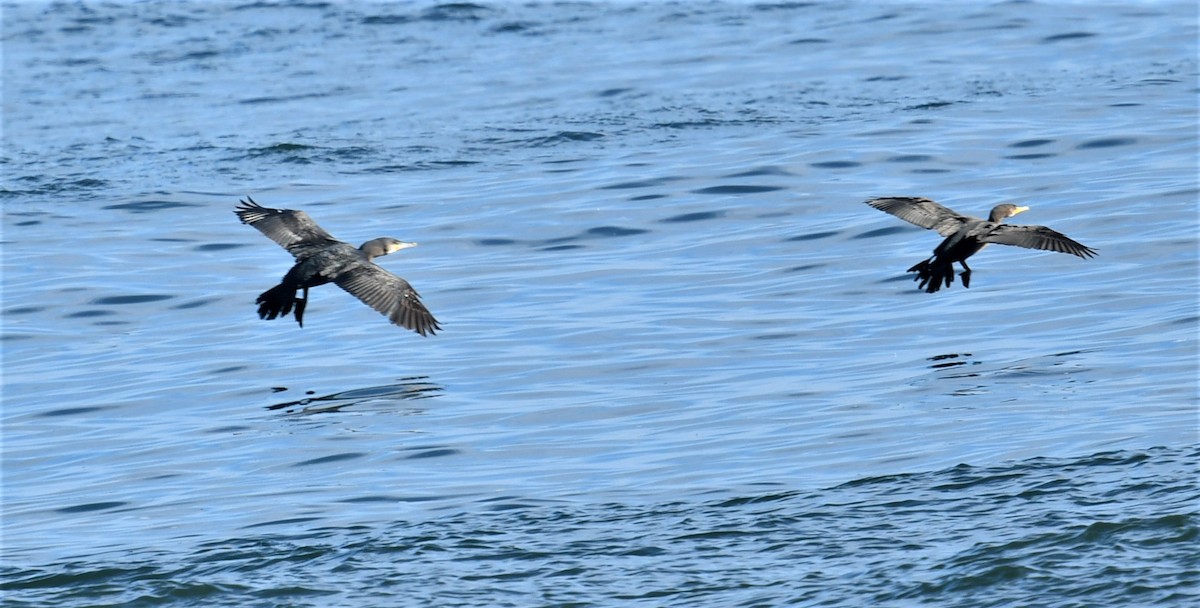 Great Cormorant - ML519809791