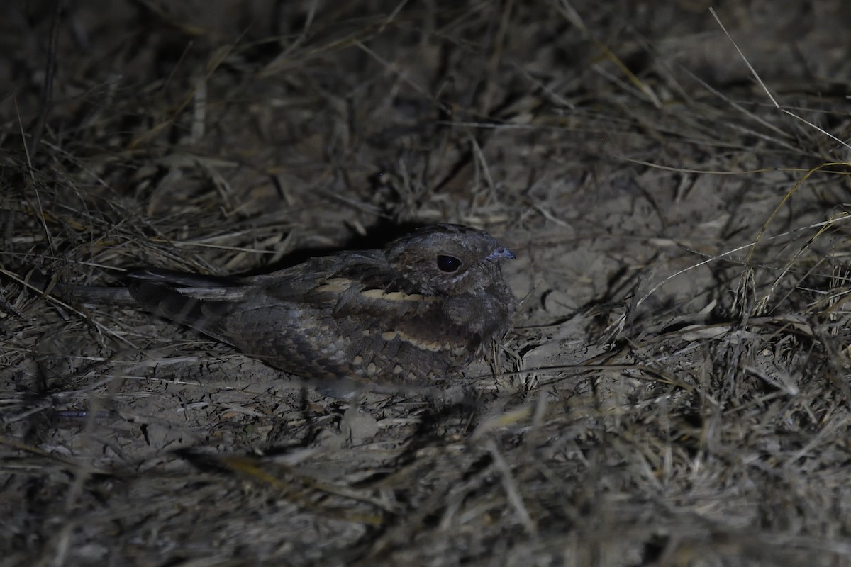 Long-tailed Nightjar - Chiusi Alessio Pietro