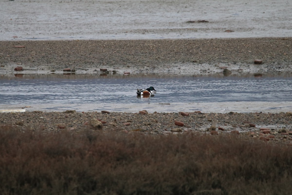 Northern Shoveler - ML519810751