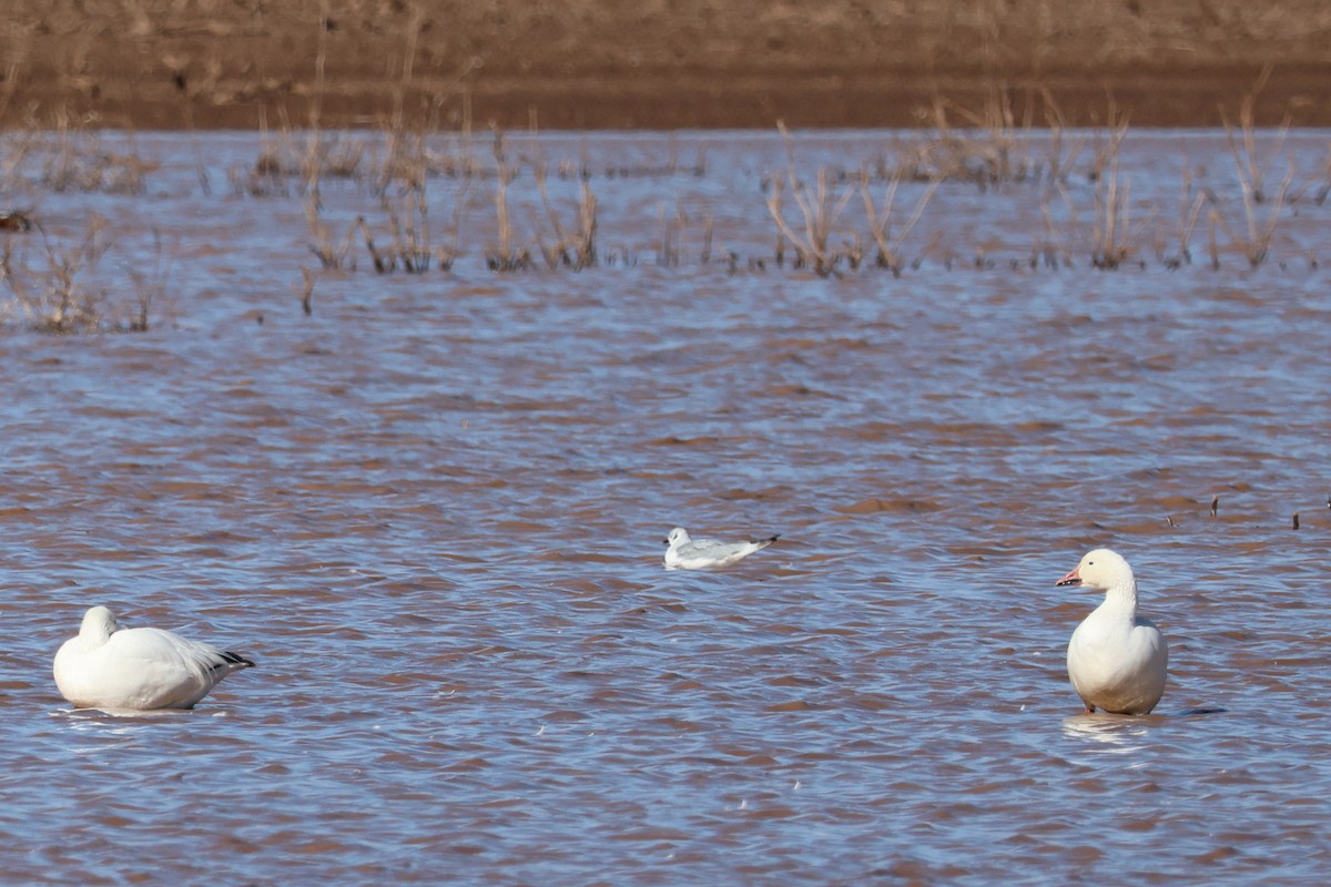 Bonaparte's Gull - ML519811051