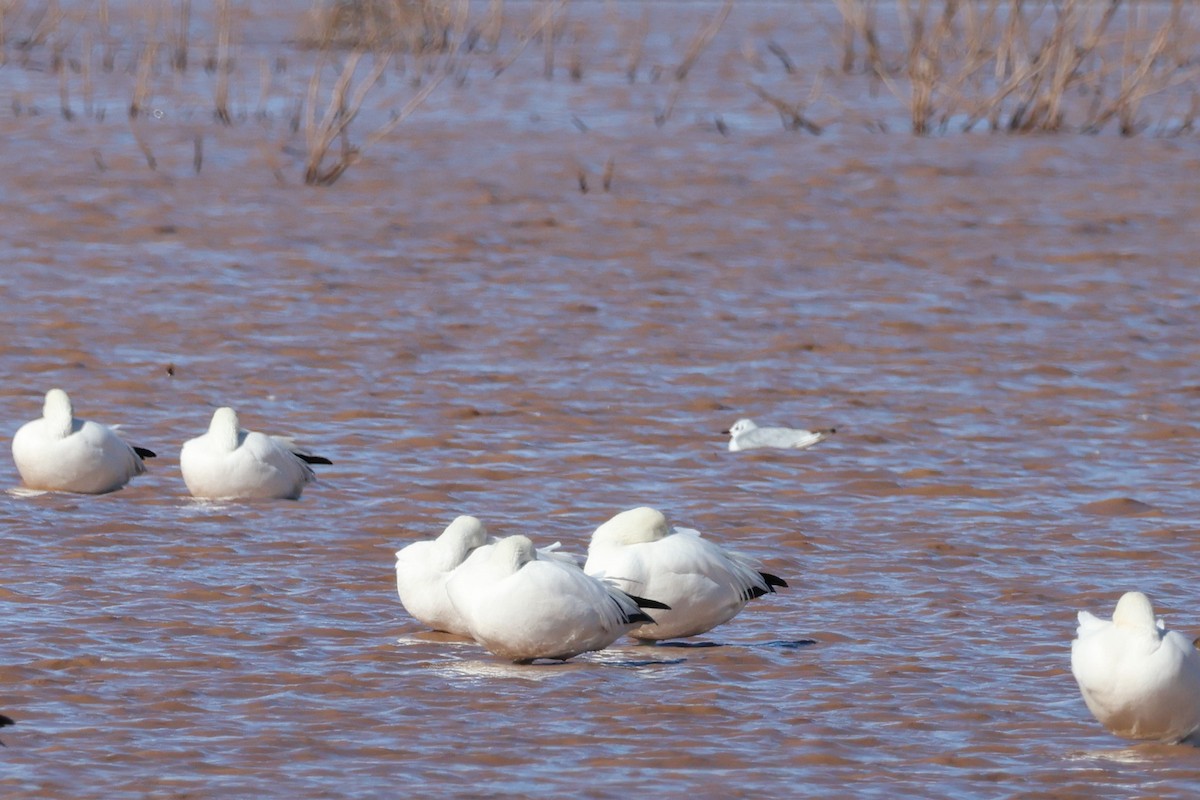 Bonaparte's Gull - ML519811061