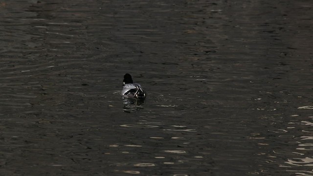 Canard à faucilles - ML519812571