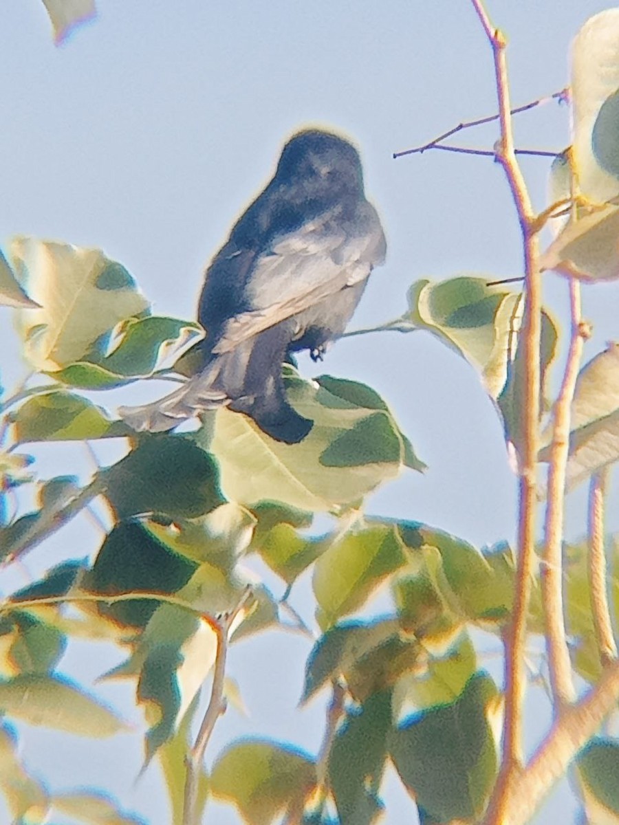 Black Drongo - ML519813141