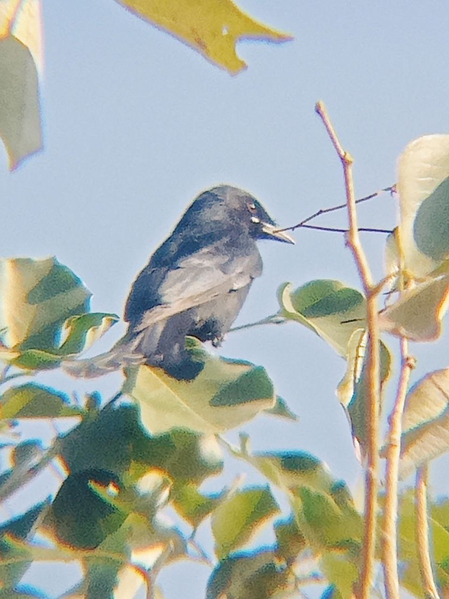 Black Drongo - ML519813151