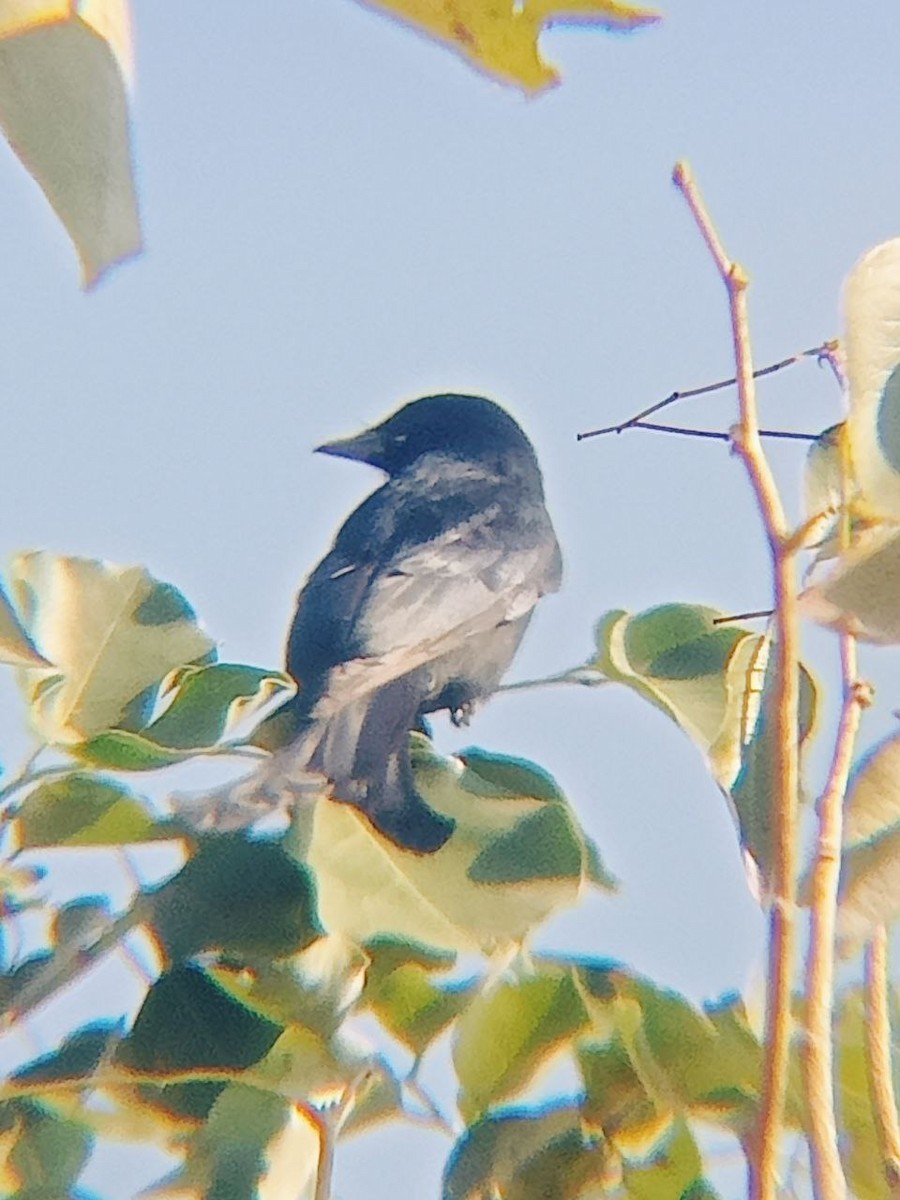 Black Drongo - ML519813161