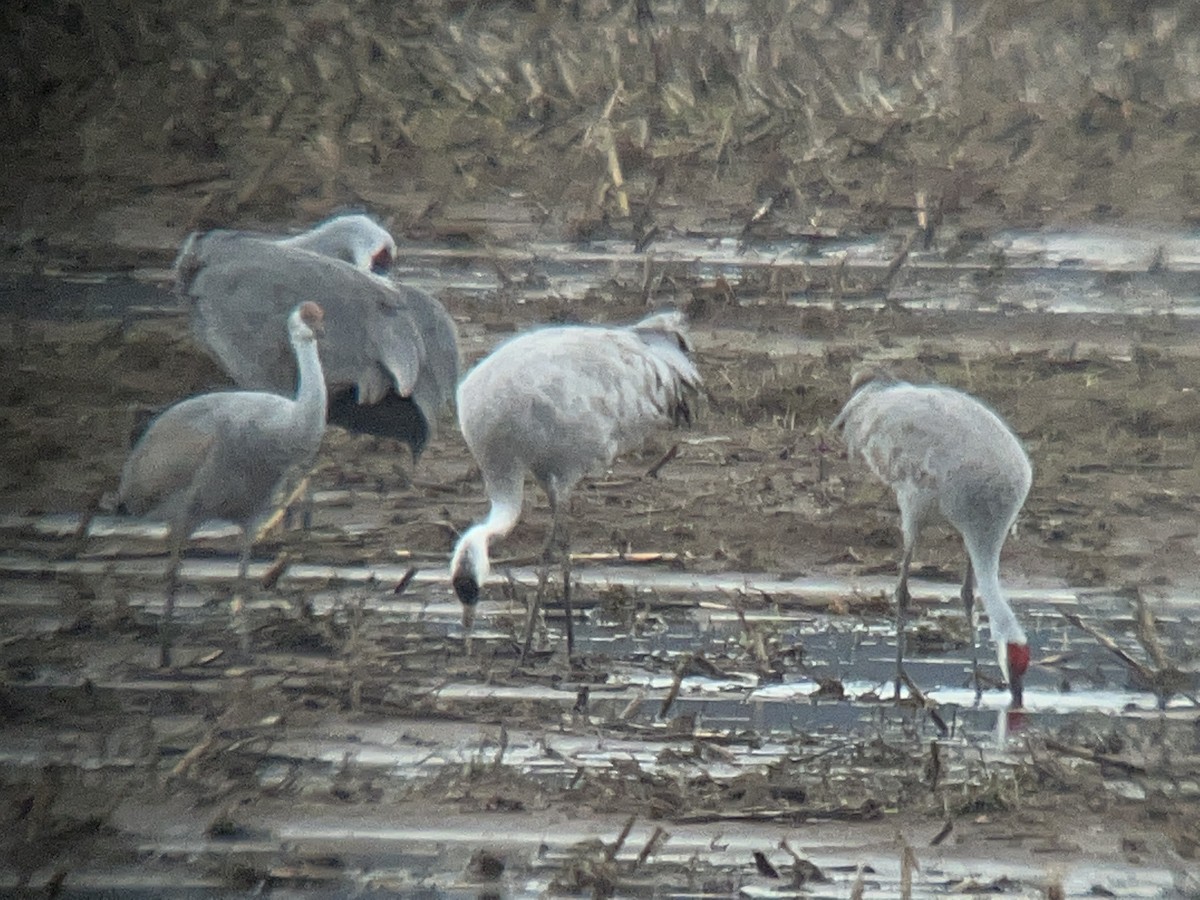 Sandhill Crane - Jordan Gunn