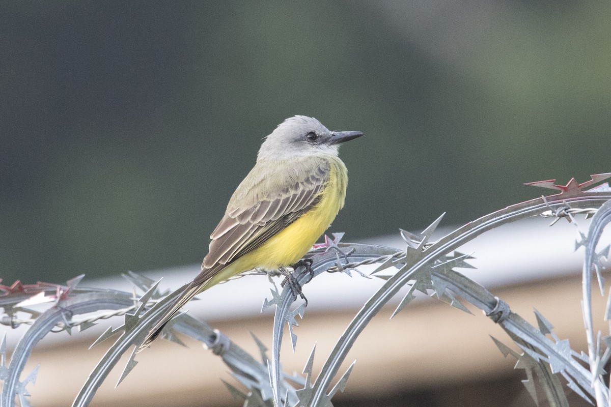 Couch's Kingbird - Nazes Afroz