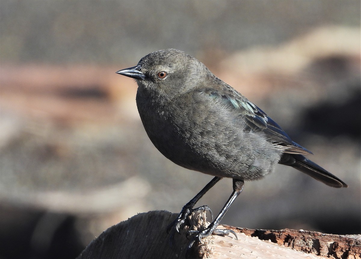 Brewer's Blackbird - ML519816301