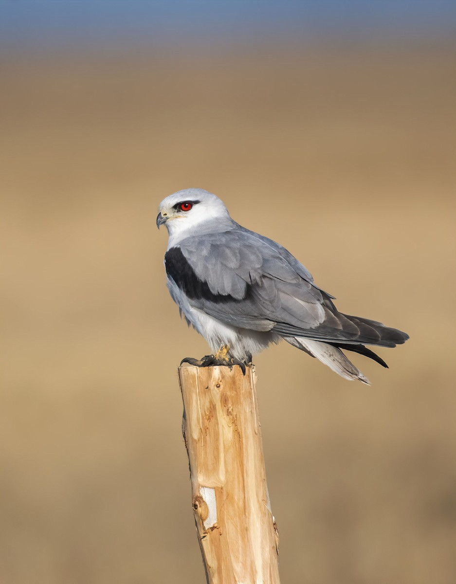 Black-winged Kite - ML519816831