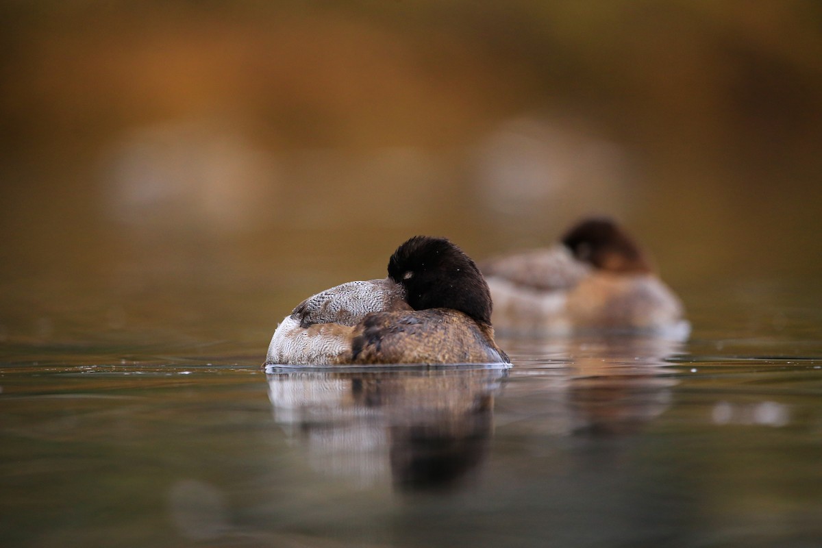 Lesser Scaup - ML519819391