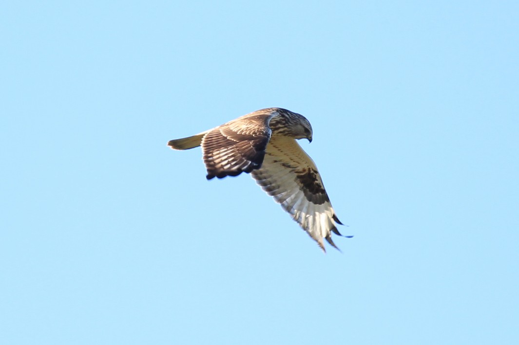 Rough-legged Hawk - ML519821341