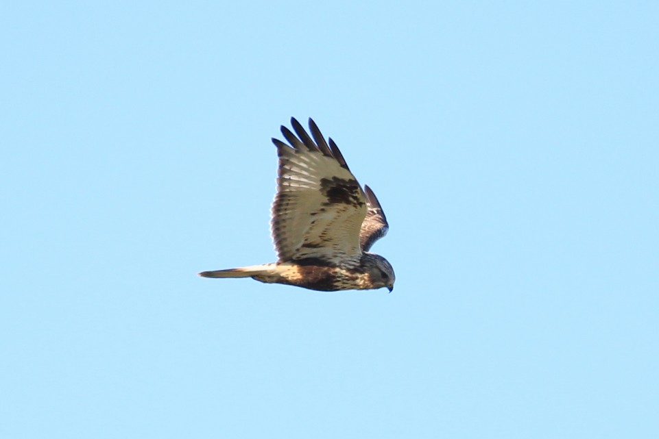 Rough-legged Hawk - ML519821421