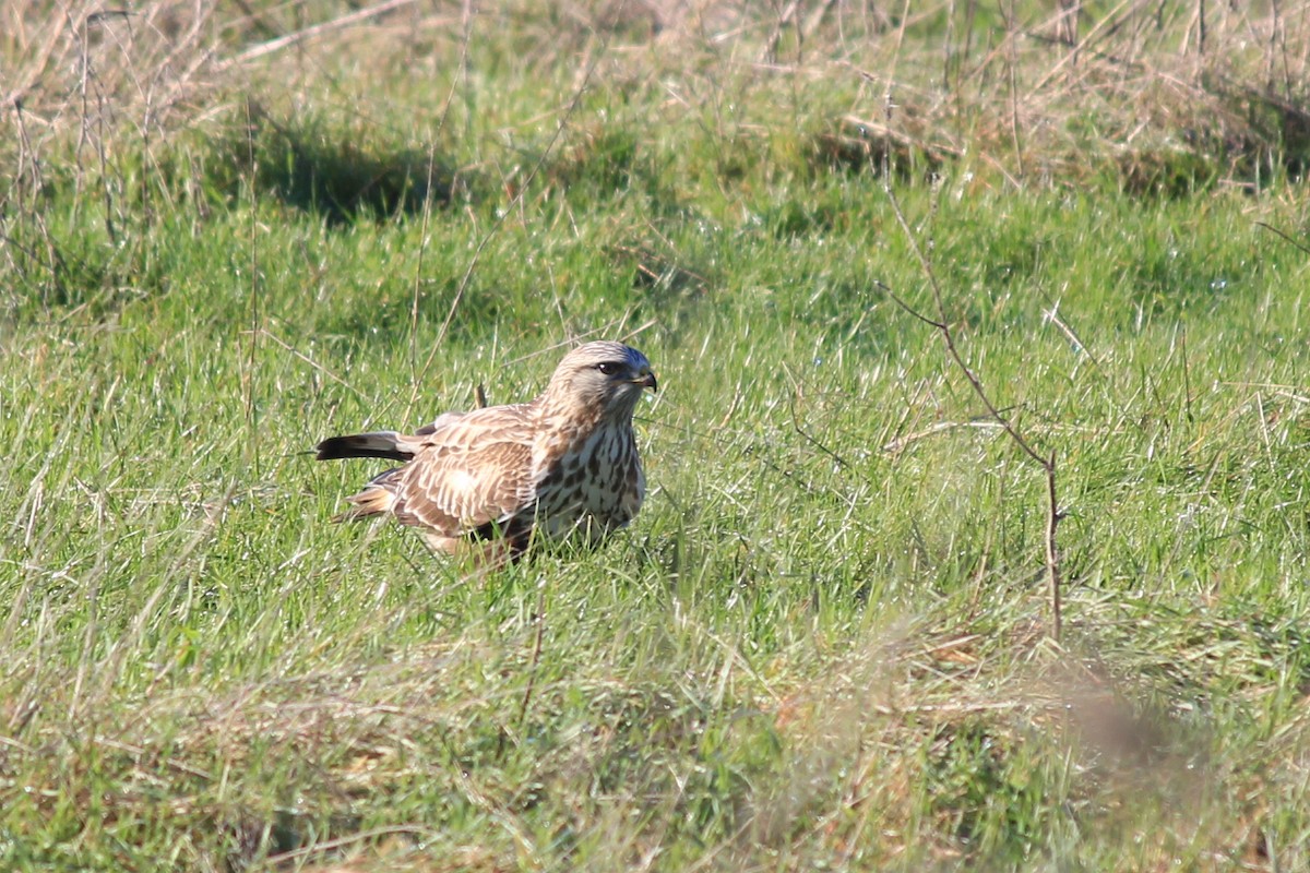 Rough-legged Hawk - ML519821431