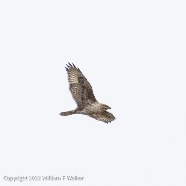 Ferruginous Hawk - ML519821631