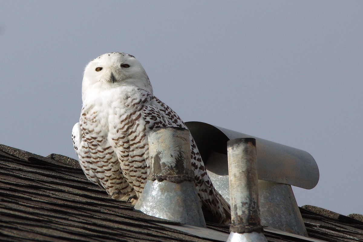 Snowy Owl - ML519824031