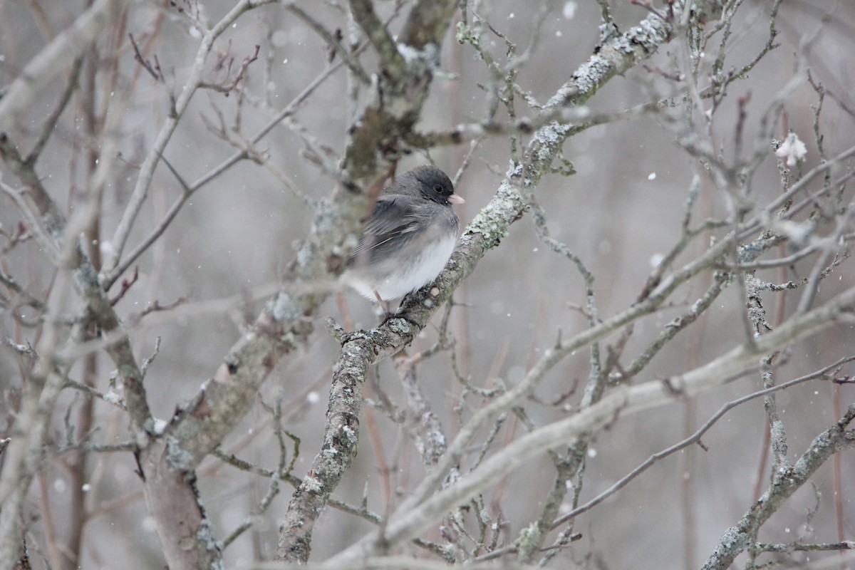 Dark-eyed Junco - ML51982471