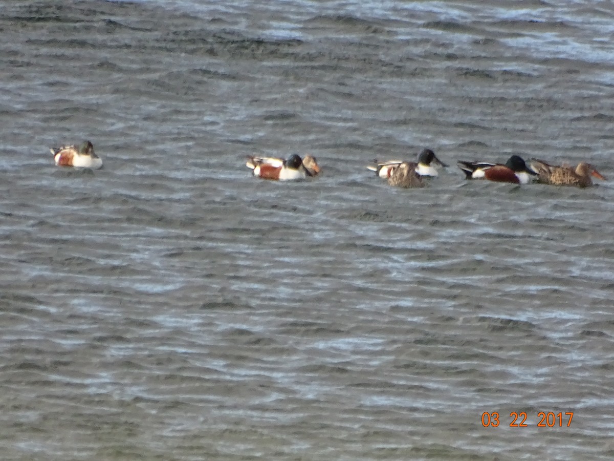 Northern Shoveler - Rich  Rehrig