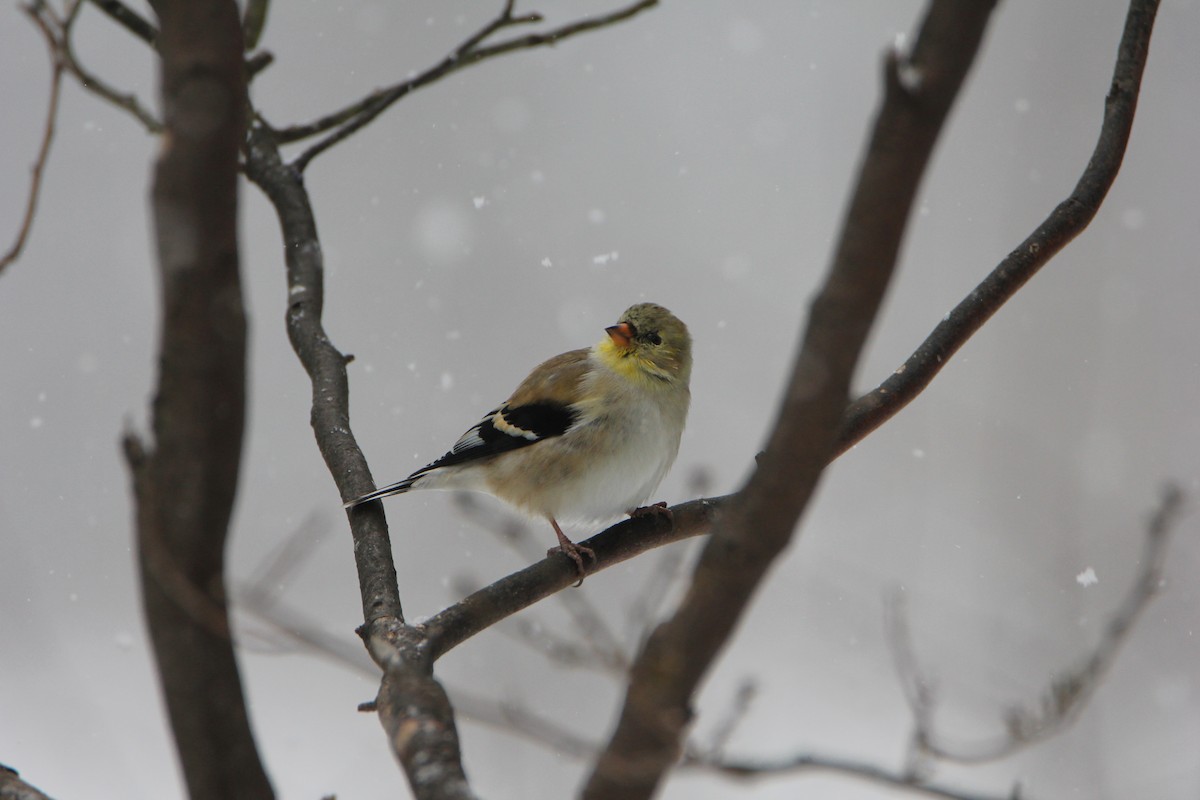 American Goldfinch - ML51982591