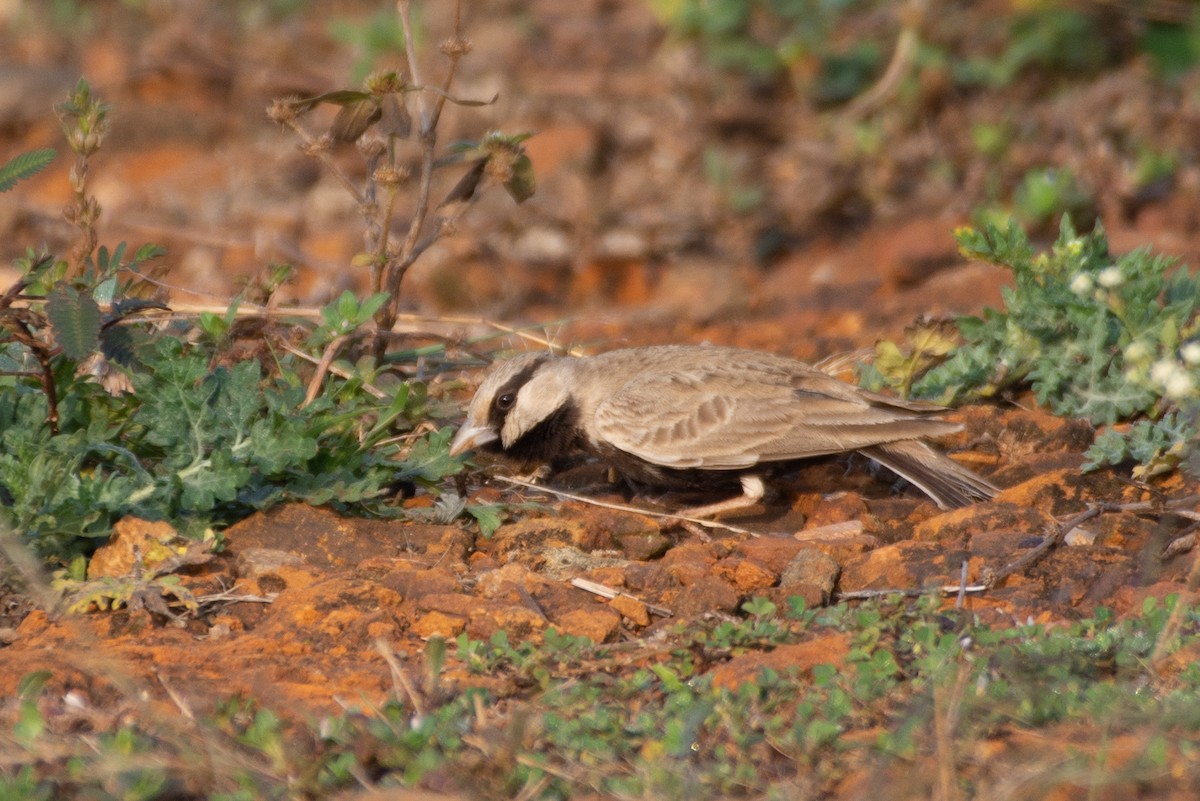 Ashy-crowned Sparrow-Lark - ML519826091