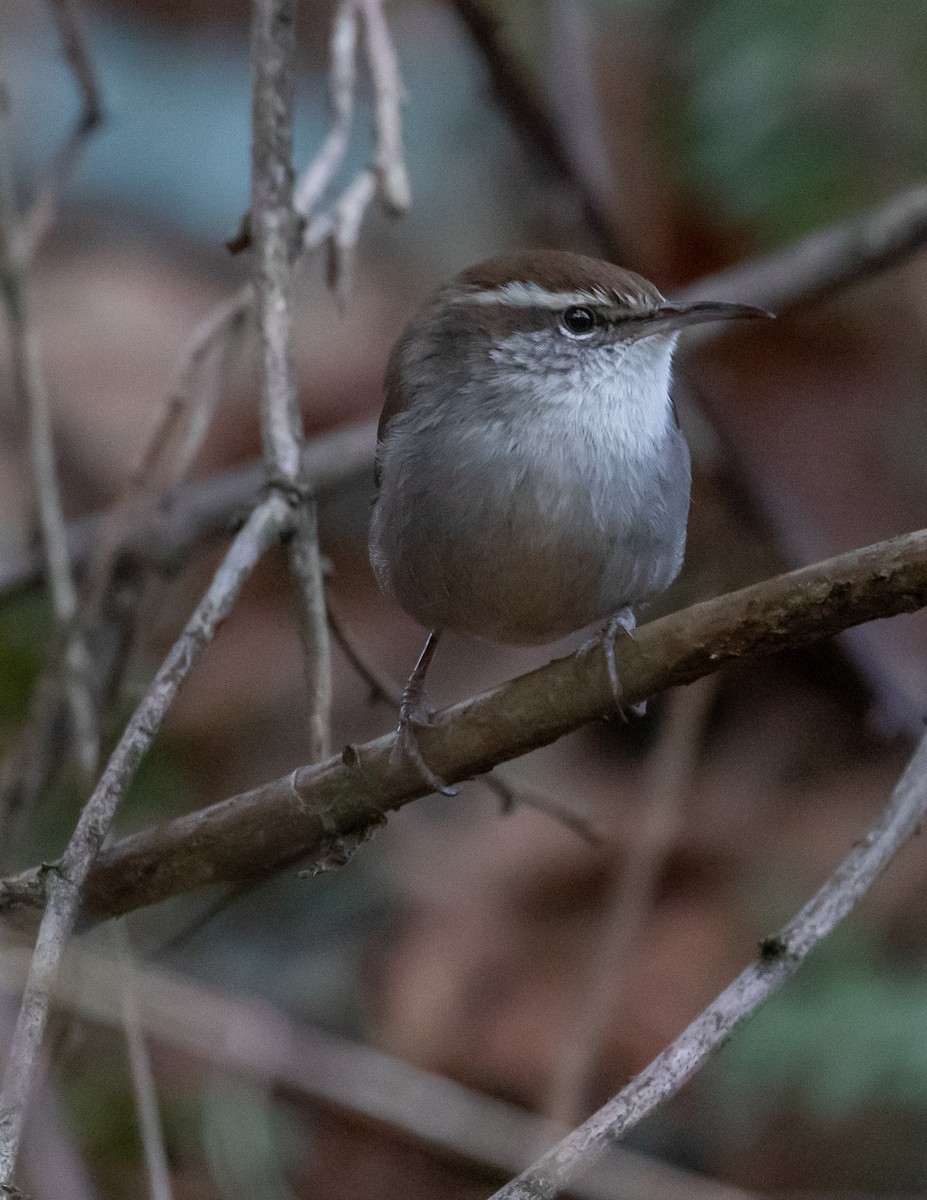 Bewick's Wren - ML519826661