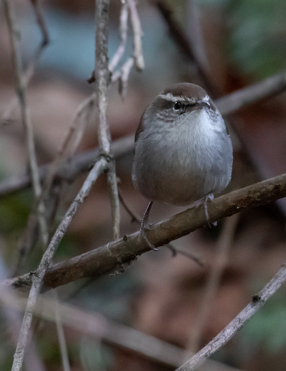 Bewick's Wren - ML519826671