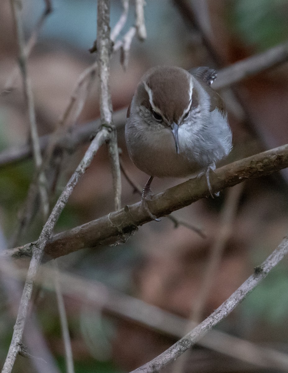 Bewick's Wren - ML519826681