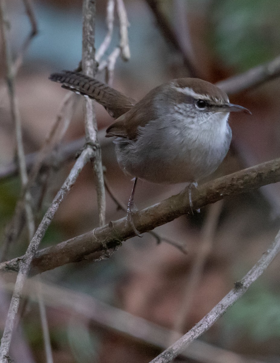 Bewick's Wren - ML519826691