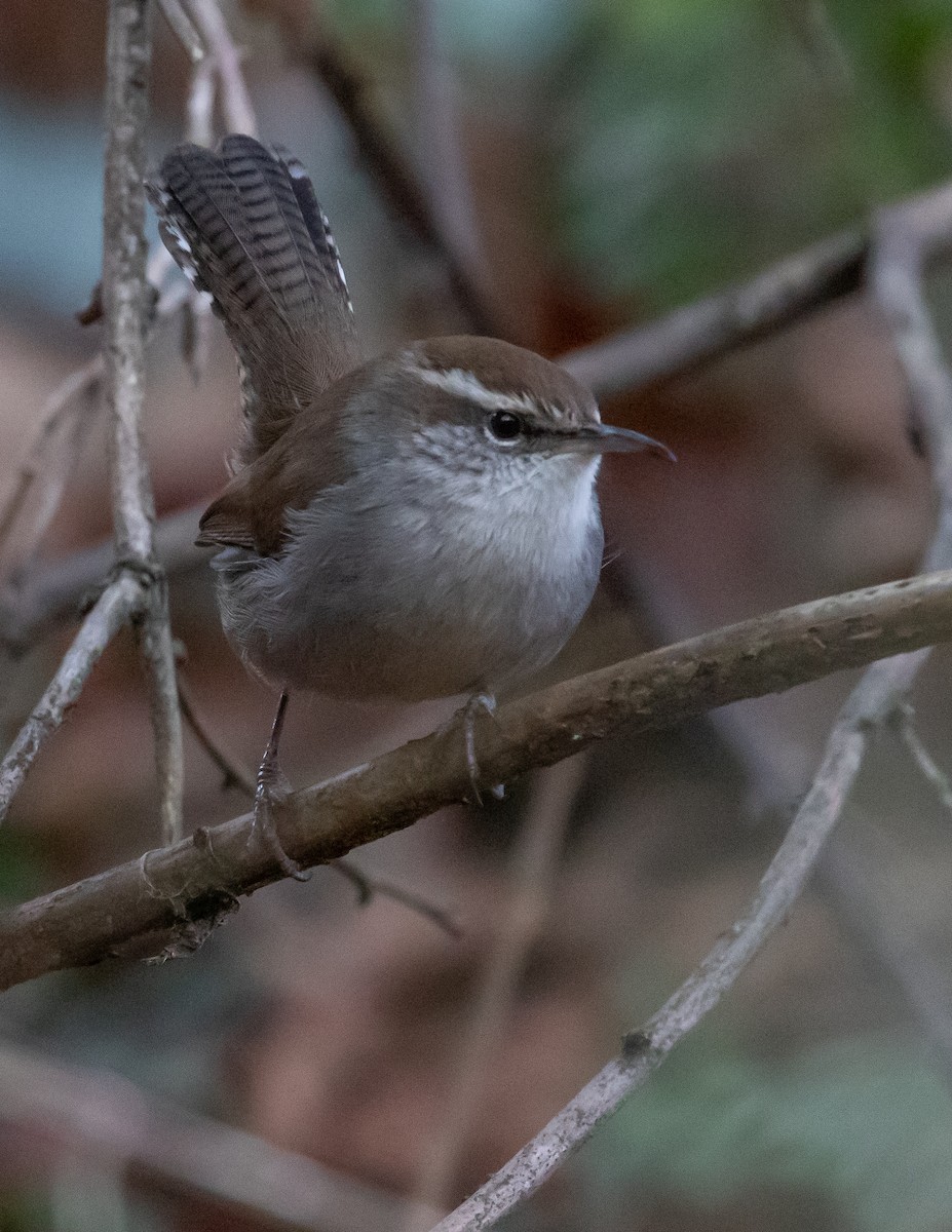 Bewick's Wren - ML519826701