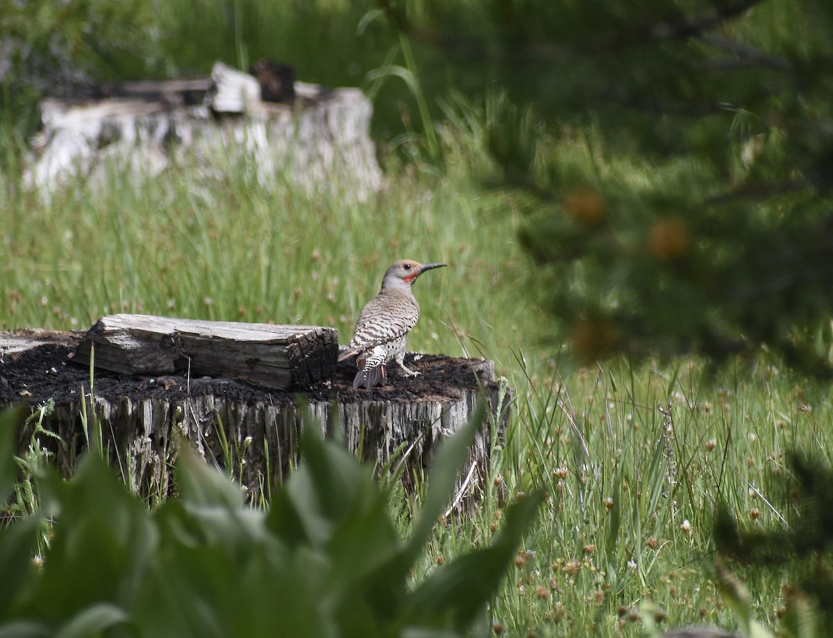 Northern Flicker (Red-shafted) - ML519826711