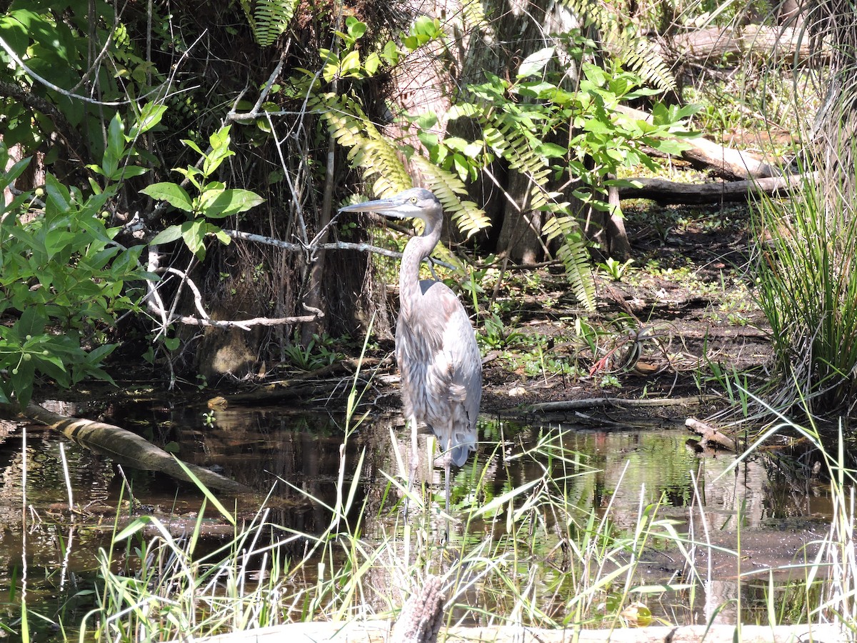 Garza Azulada - ML51982891