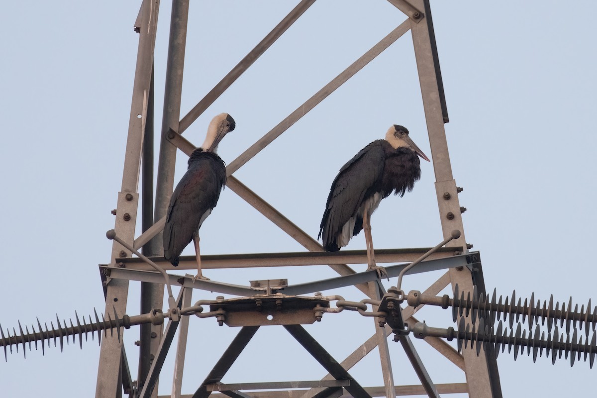 Asian Woolly-necked Stork - Kalpesh Krishna