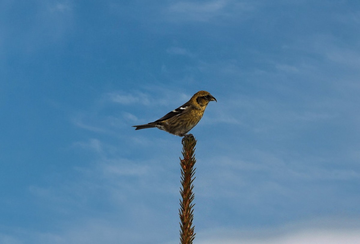 White-winged Crossbill - ML519829831